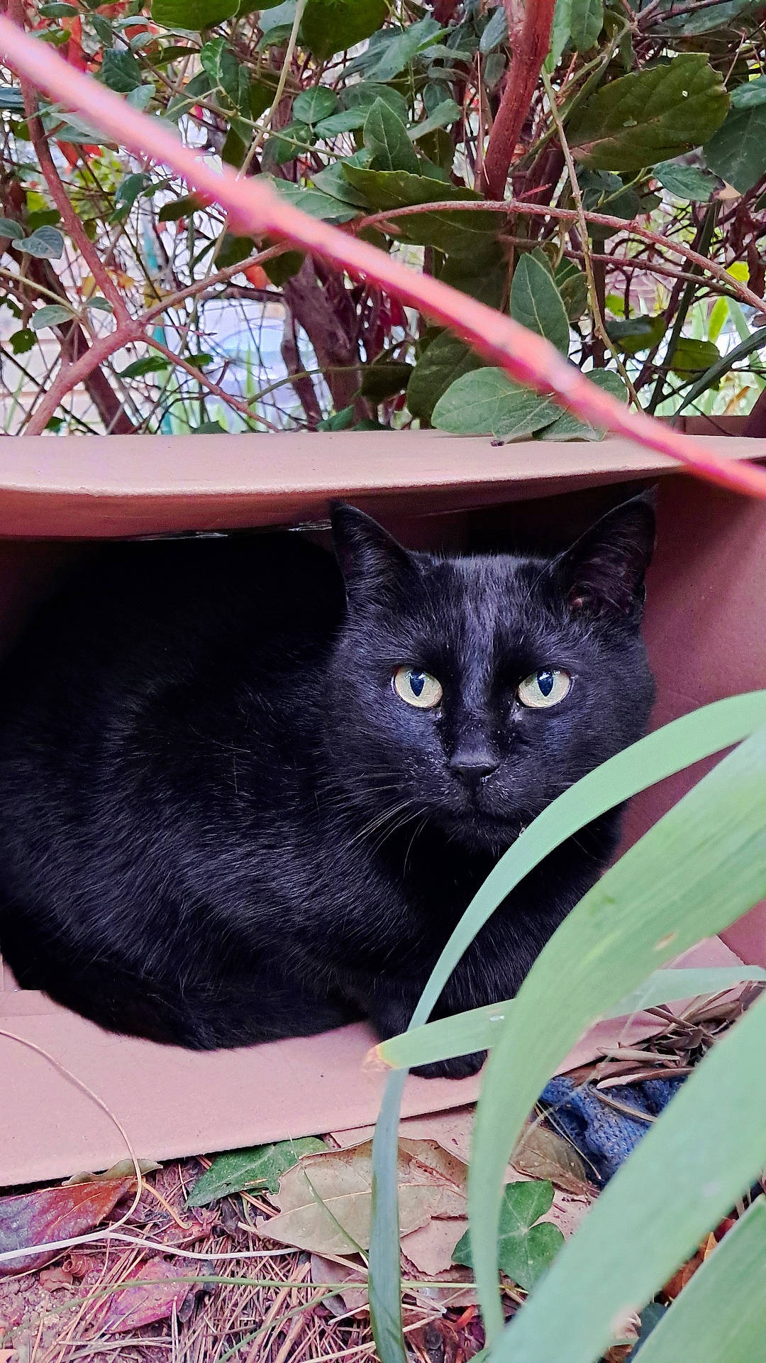 Maminette participe au concours pour gagner de l'argent avec cette photo : abyssinian, animal, bag, bird, blackbird, blackcat, cat, cookware, furniture, hammock, kitten, leaf, manx, person, pet, plant, plywood, pot, pottedplant, wood