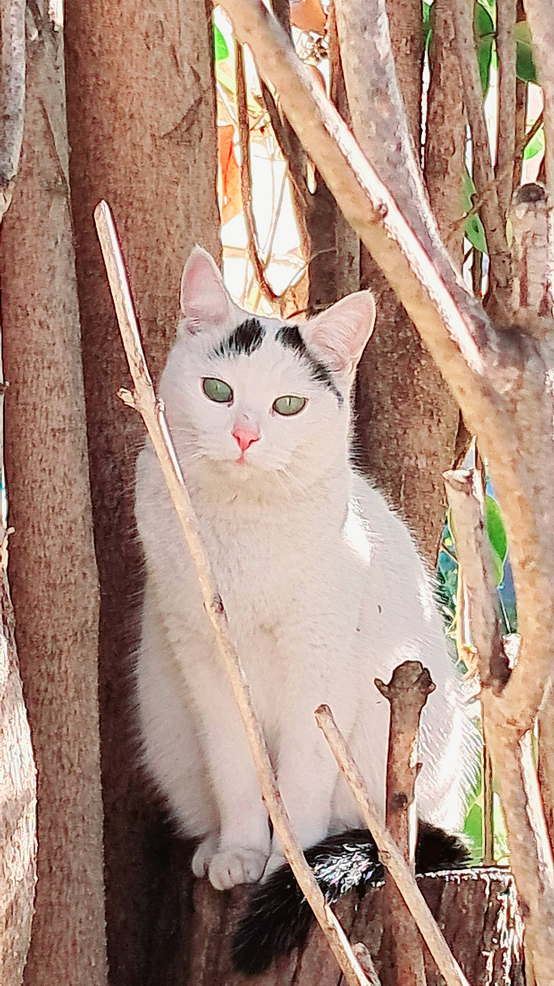 Babounette participe au concours pour gagner de l'argent avec cette photo : abyssinian, angora, animal, birch, blackcat, bodypart, cat, driftwood, egyptiancat, kitten, manx, mouth, person, pet, plant, siamese, tree, treetrunk, wood