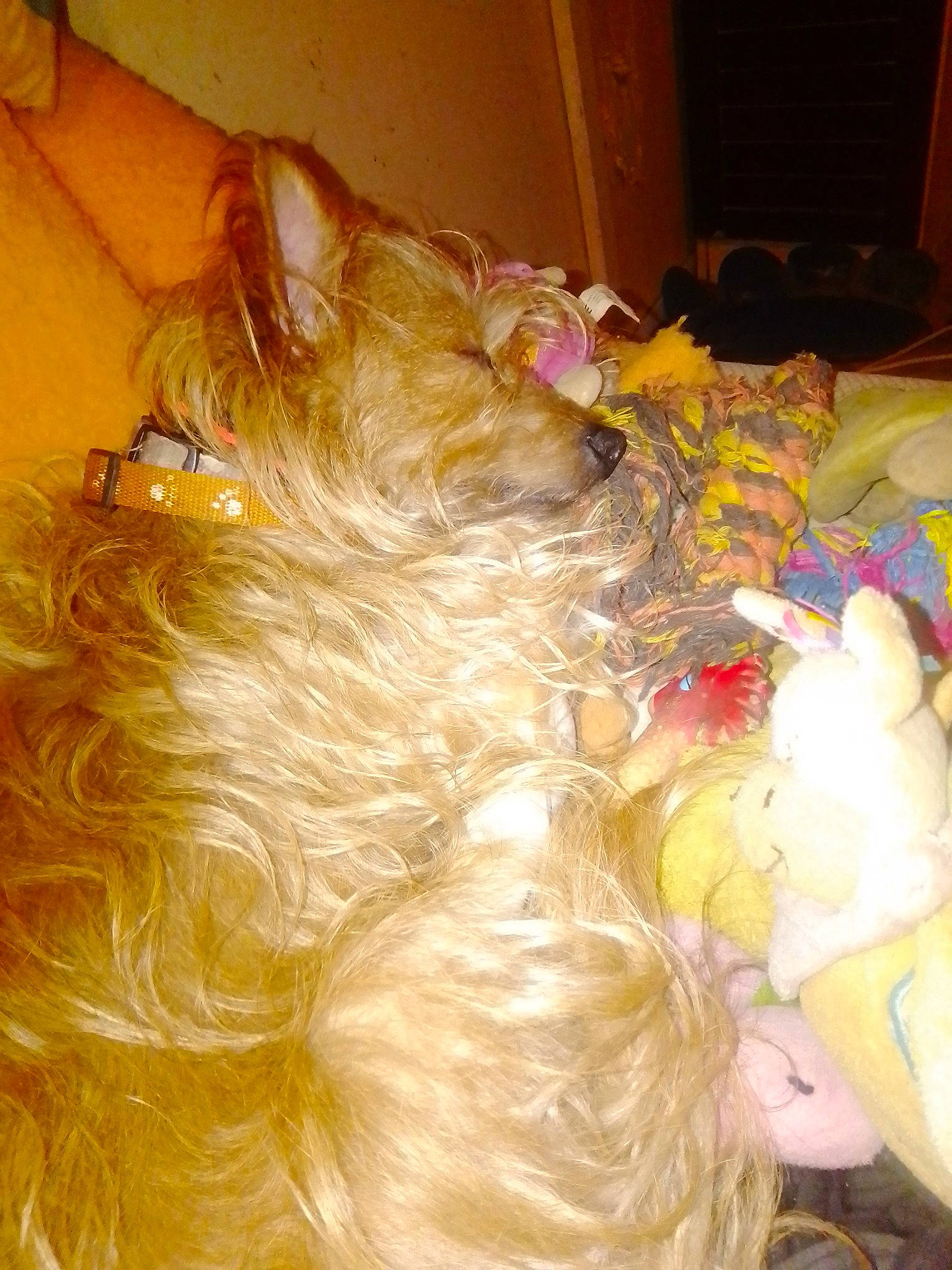 Nougat a rejoint le concours — aidez-le/la à gagner de superbes lots ! blond, comfort, fashion_accessory, feathered_hair, fun, fur, hair_coloring, layered_hair, liver, room, tail, toy