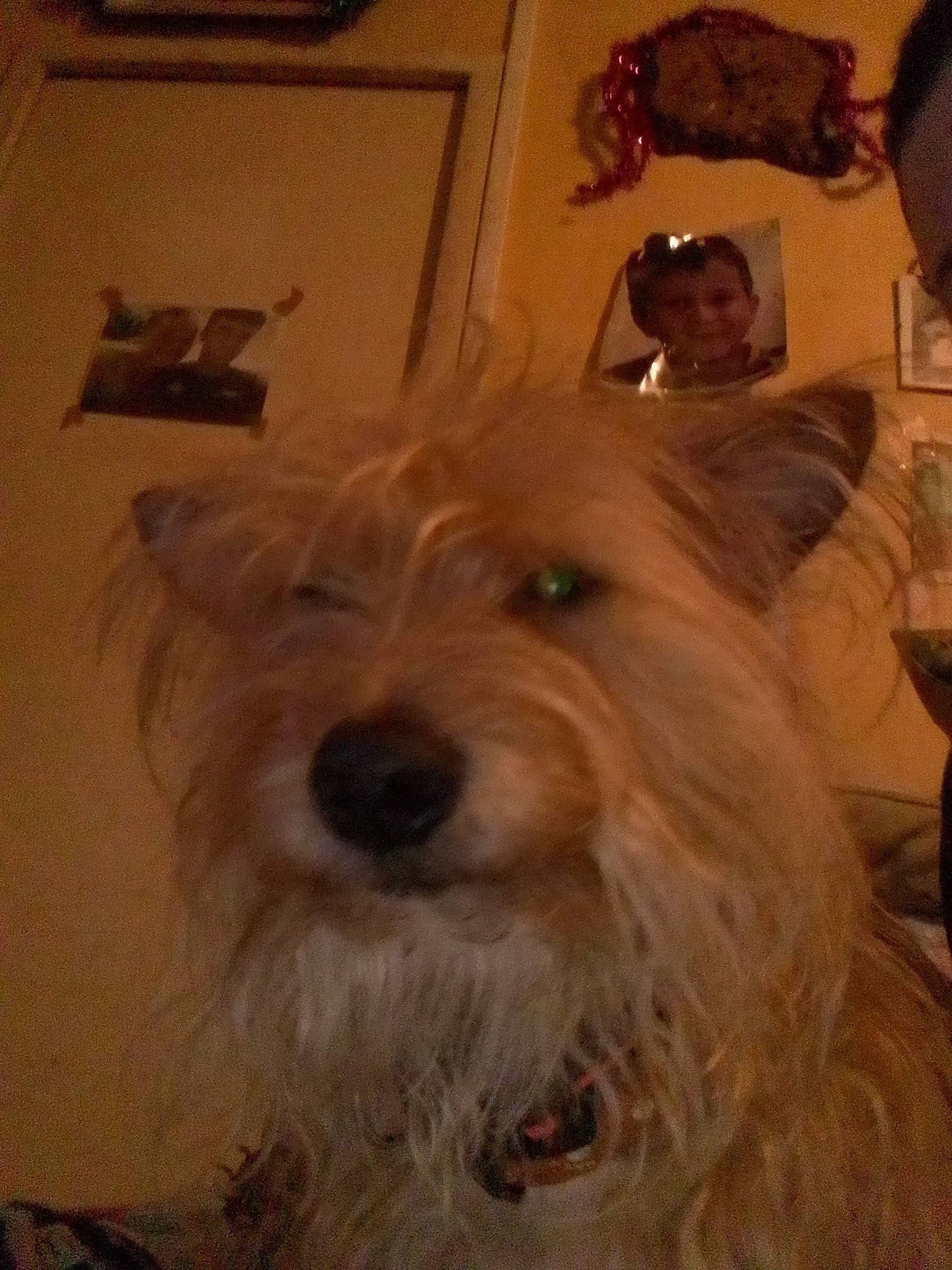 Nougat participe au concours pour gagner de l'argent avec cette photo : biewer_terrier, canidae, carnivore, companion_dog, dog, dog_breed, fawn, flooring, fur, iris, maltepoo, small_terrier, snout, sporting_group, terrestrial_animal, terrier, toy_dog, whiskers, wood, working_animal