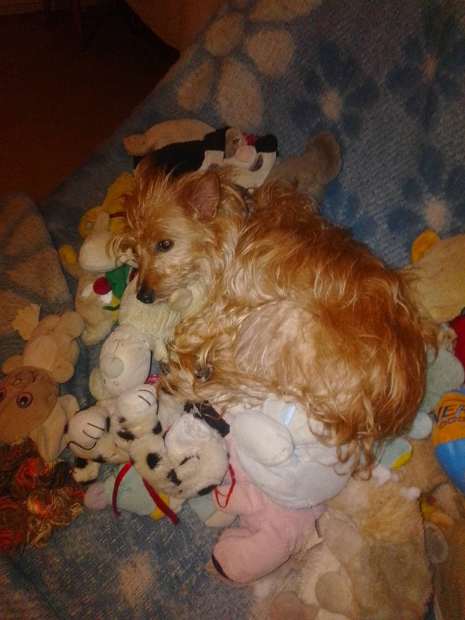 Nougat a rejoint le concours — aidez-le/la à gagner de superbes lots ! canidae, carnivore, companion_dog, dog, dog_breed, dog_supply, fawn, fur, liver, non_sporting_group, small_terrier, snout, sporting_group, tail, toy, toy_dog, wood, working_animal