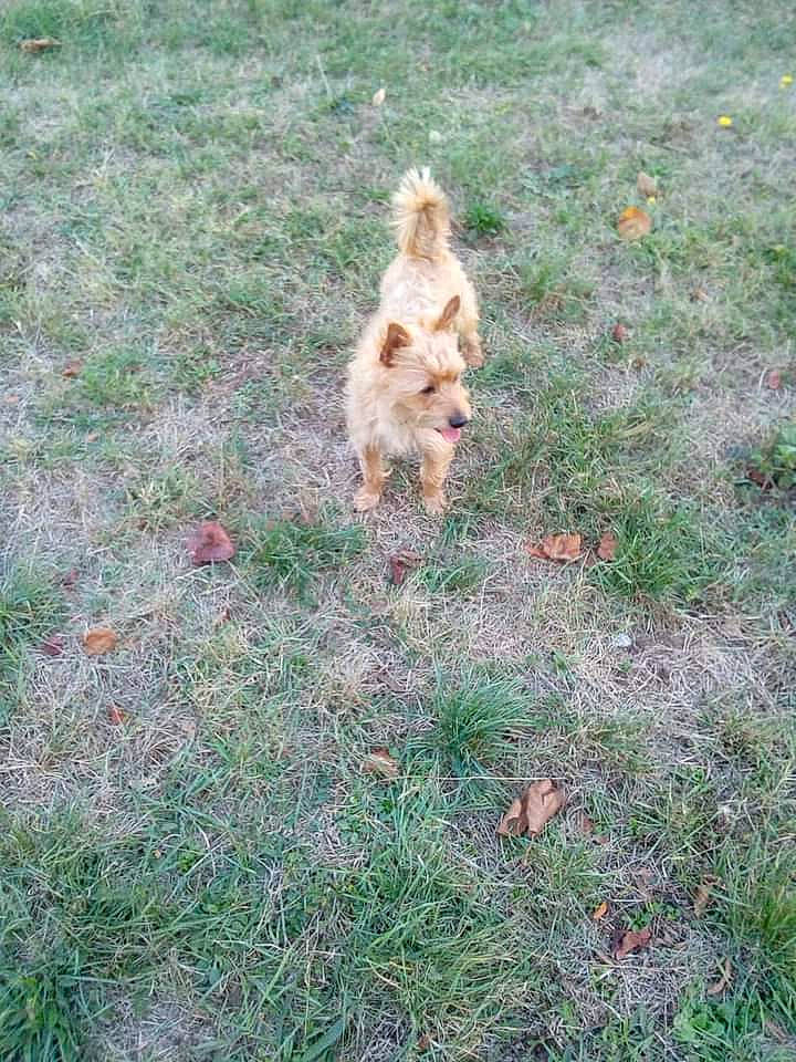 Nougat participe au concours pour gagner de l'argent avec cette photo : canidae, carnivore, companion_dog, dog, dog_breed, fawn, fur, grass, groundcover, non_sporting_group, plant, small_terrier, soil, sporting_group, tail, terrestrial_animal, terrier, toy_dog, water_dog