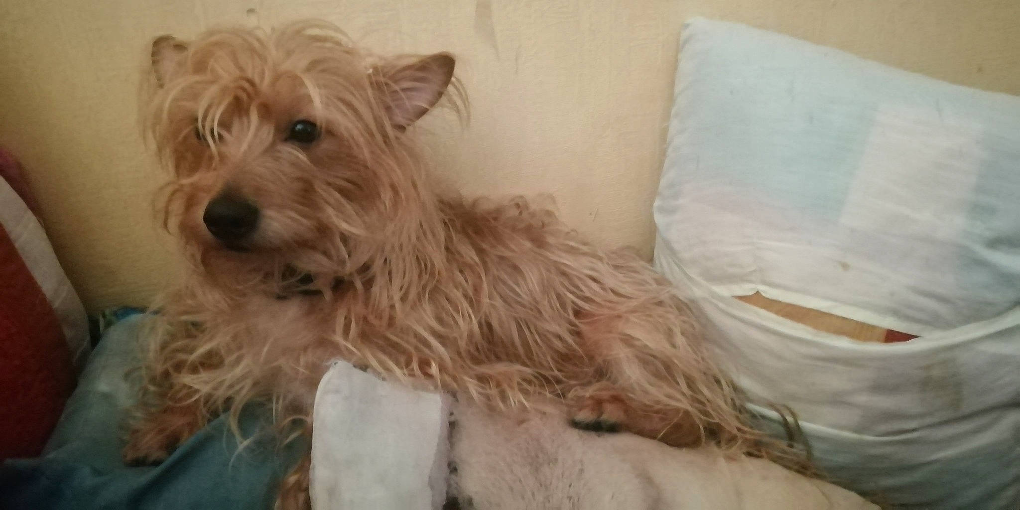 Nougat Raffier participe au concours pour gagner de l'argent avec cette photo : australian_silky_terrier, australian_terrier, cairn_terrier, canidae, carnivore, companion_dog, dog, dog_breed, dutch_smoushond, glen_of_imaal_terrier, mammal, rare_breed_dog, schnoodle, small_terrier, sporting_lucas_terrier, terrier, toy_dog, vertebrate, west_highland_white_terrier, yorkshire_terrier