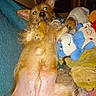 dog, lying_down, stuffed_toys, indoor, pet, fur, ears, nose, paw, toy, colorful, flash, reflection, cozy, relaxed, animal, playful, mischievous, soft_toys, floor
