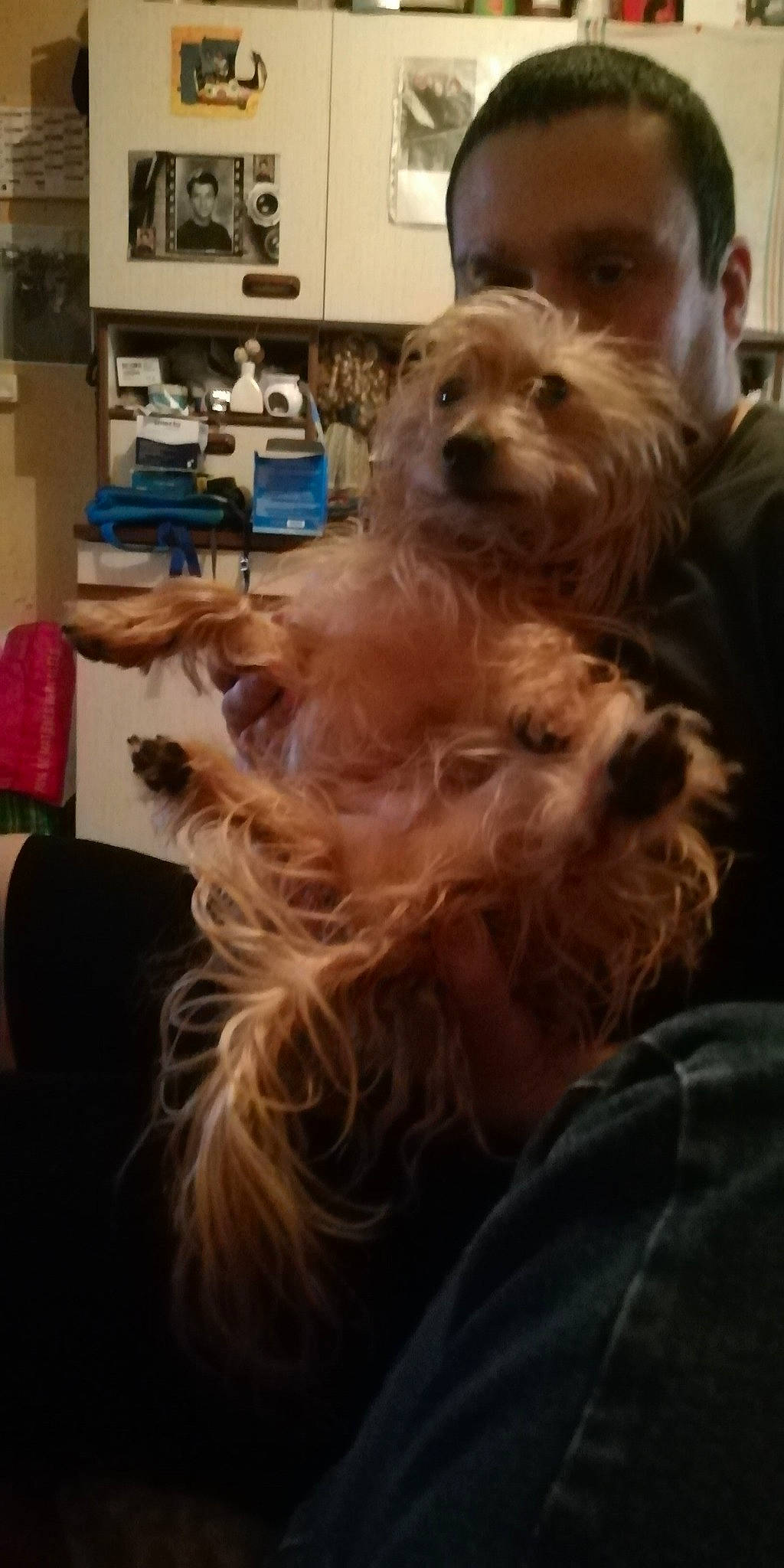 Nougat Raffier a rejoint le concours — aidez-le/la à gagner de superbes lots ! australian_silky_terrier, australian_terrier, cairn_terrier, canidae, carnivore, companion_dog, dog, dog_breed, mammal, morkie, norfolk_terrier, puppy, rare_breed_dog, small_terrier, snout, sporting_group, terrier, toy_dog, vertebrate, yorkshire_terrier