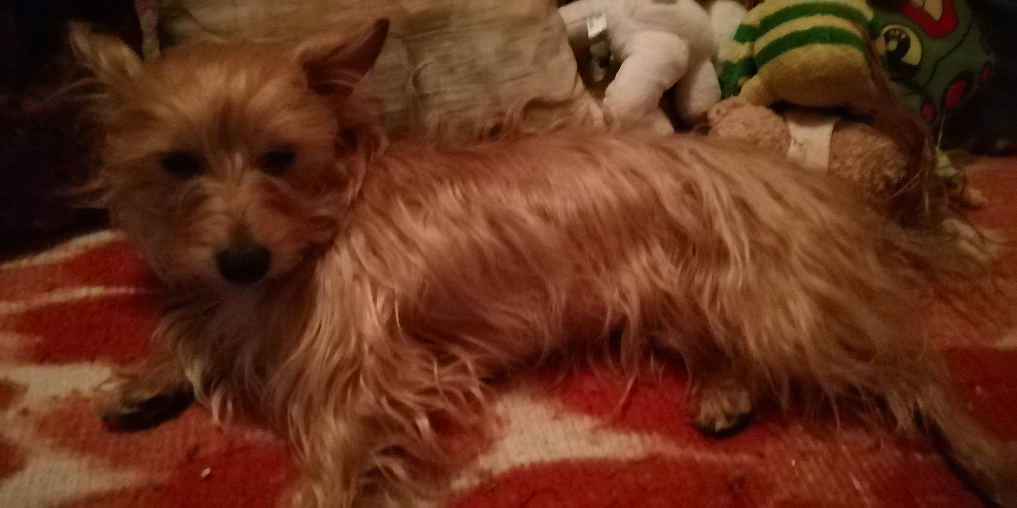 Nougat Raffier participe au concours pour gagner de l'argent avec cette photo : australian_silky_terrier, australian_terrier, biewer_terrier, cairn_terrier, canidae, carnivore, companion_dog, dog, dog_breed, glen_of_imaal_terrier, mammal, morkie, norwich_terrier, puppy, rare_breed_dog, small_terrier, sporting_lucas_terrier, terrier, vertebrate, yorkshire_terrier