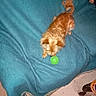 Nougat Raffier participe au concours pour gagner de l'argent avec cette photo : dog, toy, green_ball, blue_blanket, indoor, floor, small_dog, playful, pet, fur, animal, cozy, blanket, brown_dog, toy_ball, looking_down, curled_tail, floor_tile, home, furniture_leg