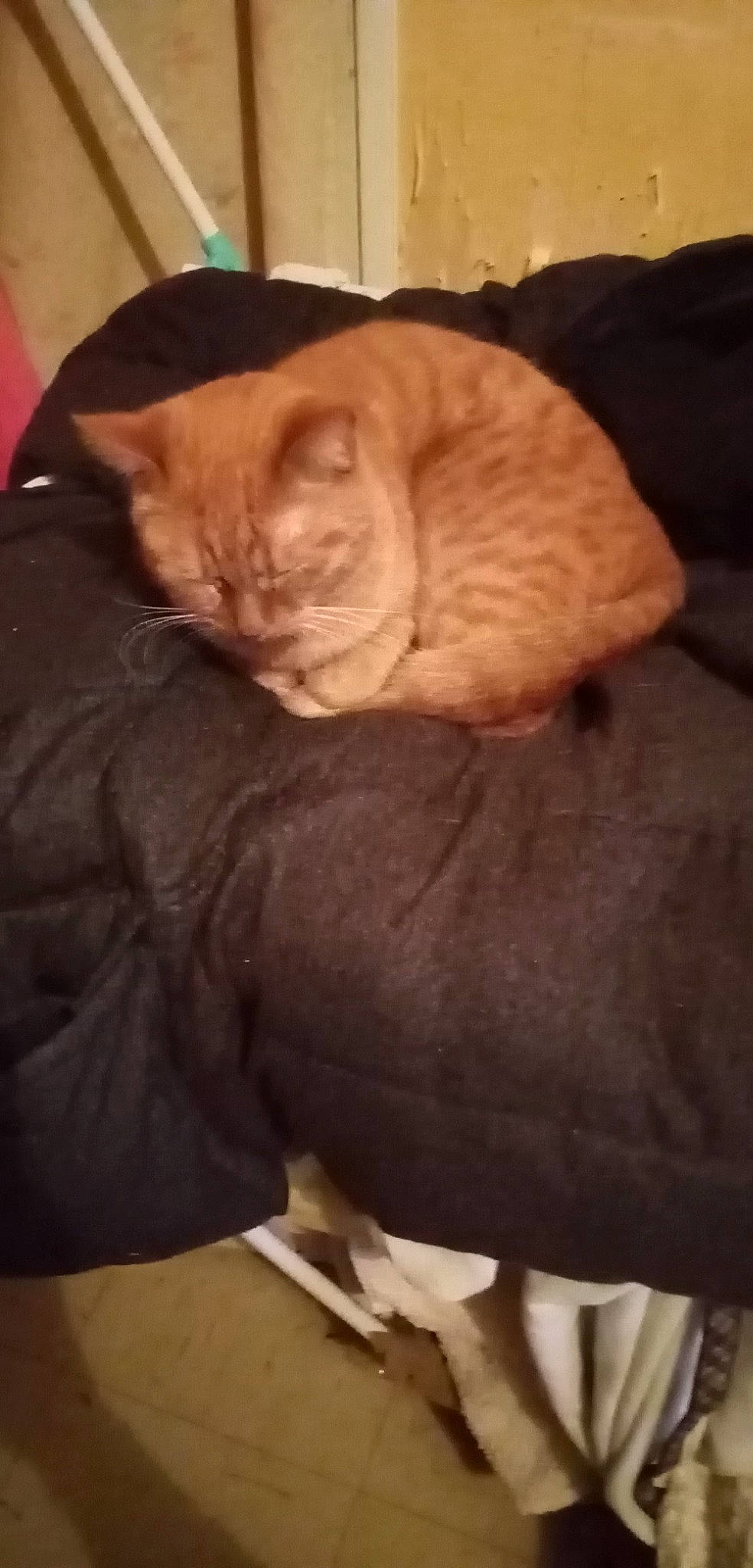 Sydney a rejoint le concours — aidez-le/la à gagner de superbes lots ! brown, carnivore, cat, cat_supply, comfort, dog_breed, domestic_short_haired_cat, fawn, felidae, fur, hardwood, linens, nap, small_to_medium_sized_cats, snout, tail, terrestrial_animal, whiskers, wood