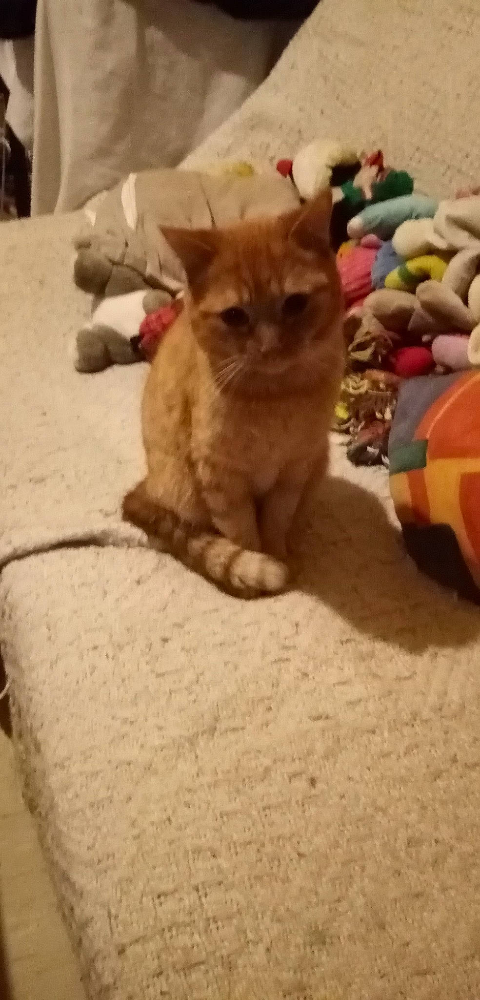 Sydney participe au concours pour gagner de l'argent avec cette photo : carnivore, cat, cat_supply, claw, comfort, domestic_short_haired_cat, felidae, flooring, fur, linens, paw, play, road_surface, sand, small_to_medium_sized_cats, soil, tail, terrestrial_animal, whiskers, wood