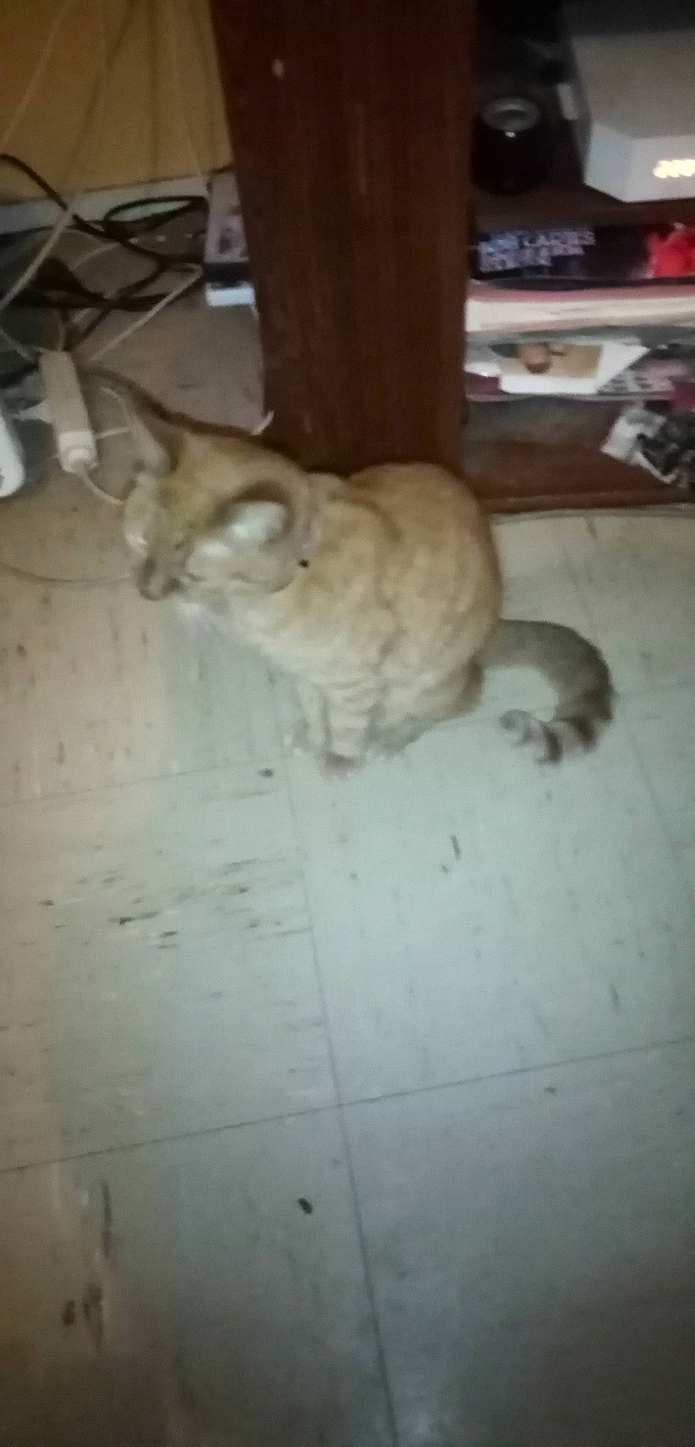 Sydney participe au concours pour gagner de l'argent avec cette photo : canidae, carnivore, cat, dog_breed, domestic_short_haired_cat, fawn, felidae, floor, flooring, fur, hardwood, rabbits_and_hares, small_to_medium_sized_cats, snout, sporting_group, tail, terrestrial_animal, tile, whiskers, wood