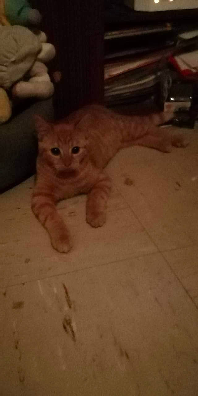 Sydney a rejoint le concours — aidez-le/la à gagner de superbes lots ! asian, carnivore, cat, domestic_short_haired_cat, european_shorthair, eye, fawn, felidae, floor, head, kitten, mammal, nose, skin, small_to_medium_sized_cats, snout, tail, vertebrate, whiskers, wood