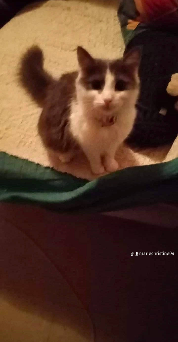 Freya a rejoint le concours — aidez-le/la à gagner de superbes lots ! box, carnivore, cat, claw, comfort, darkness, domestic_short_haired_cat, felidae, flooring, fur, hardwood, paw, photo_caption, shadow, small_to_medium_sized_cats, tail, tints_and_shades, whiskers, wood