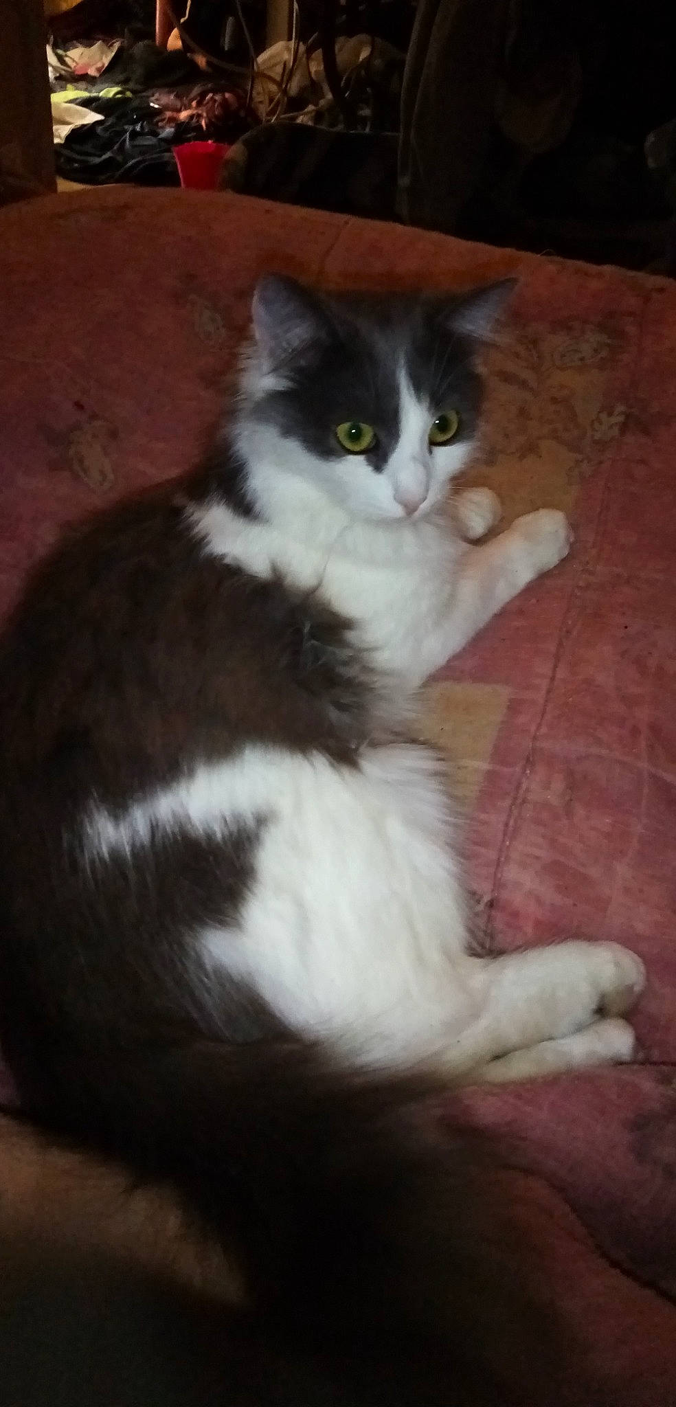 Freya a rejoint le concours — aidez-le/la à gagner de superbes lots ! carnivore, cat, claw, comfort, domestic_short_haired_cat, eye, felidae, flooring, foot, fur, hardwood, paw, sitting, small_to_medium_sized_cats, snout, tail, terrestrial_animal, whiskers, wood, wood_flooring