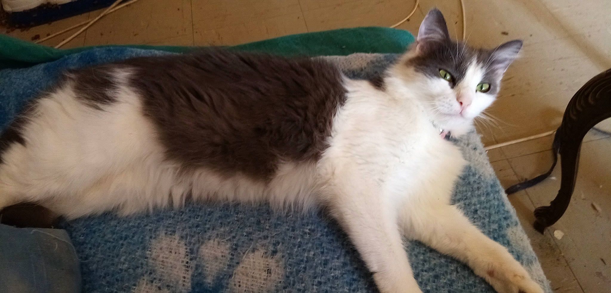 Freya a rejoint le concours — aidez-le/la à gagner de superbes lots ! carnivore, cat, claw, domestic_short_haired_cat, felidae, flooring, foot, fur, paw, small_to_medium_sized_cats, snout, tail, terrestrial_animal, whiskers