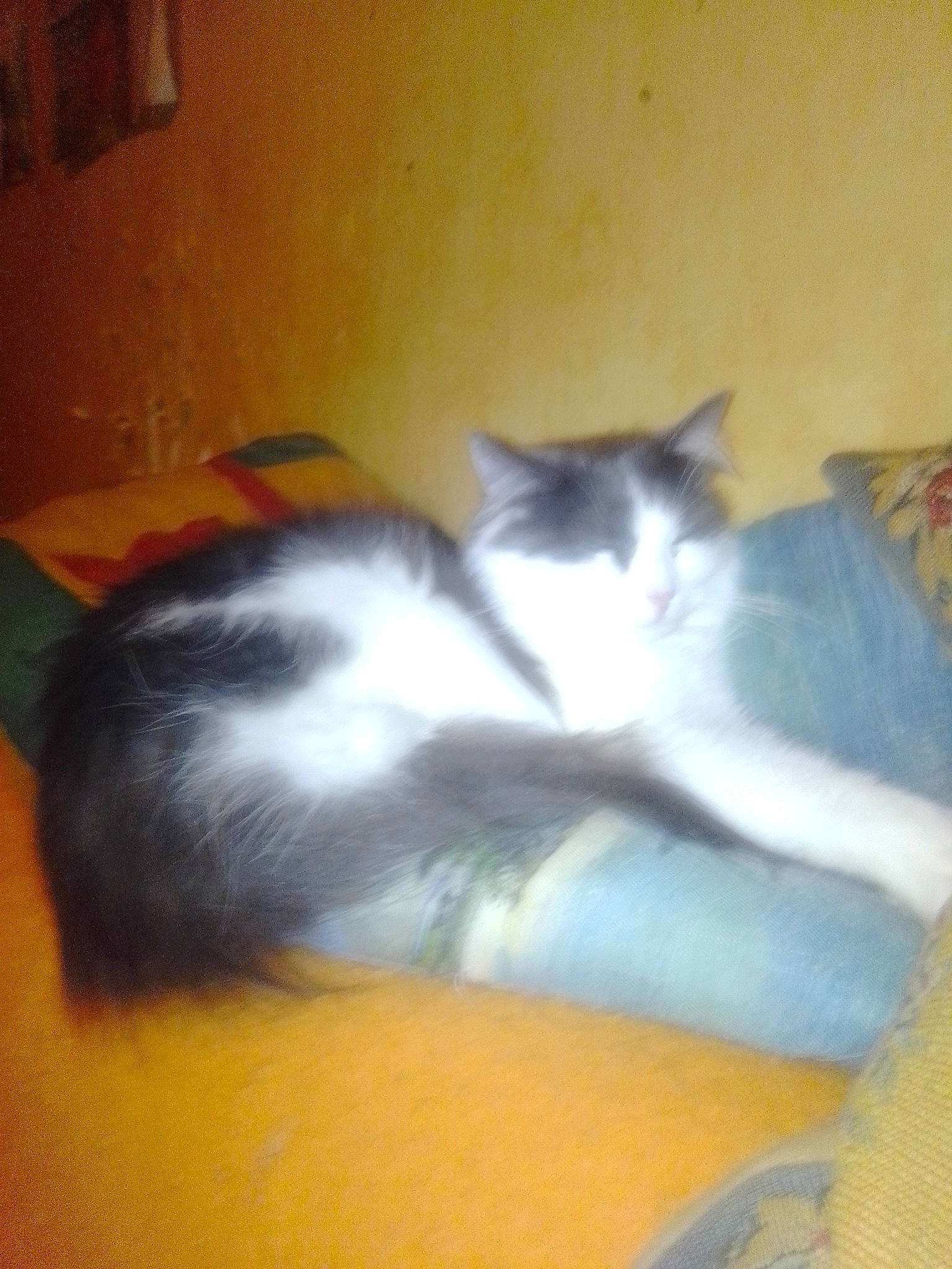 Freya a rejoint le concours — aidez-le/la à gagner de superbes lots ! box, carnivore, cat, cat_supply, claw, comfort, domestic_short_haired_cat, felidae, flooring, foot, fur, hardwood, lap, paw, room, small_to_medium_sized_cats, snout, tail, whiskers, wood