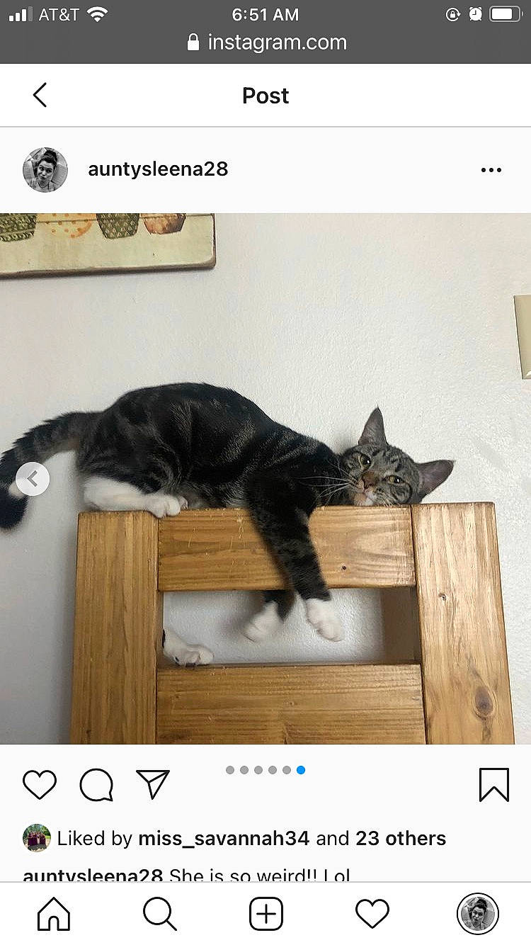 Thea joined the competition — help win amazing prizes! carnivore, cat, cat_supply, comfort, felidae, font, fur, hardwood, pet_supply, photo_caption, rectangle, room, screenshot, small_to_medium_sized_cats, tail, terrestrial_animal, whiskers, wood, wood_stain