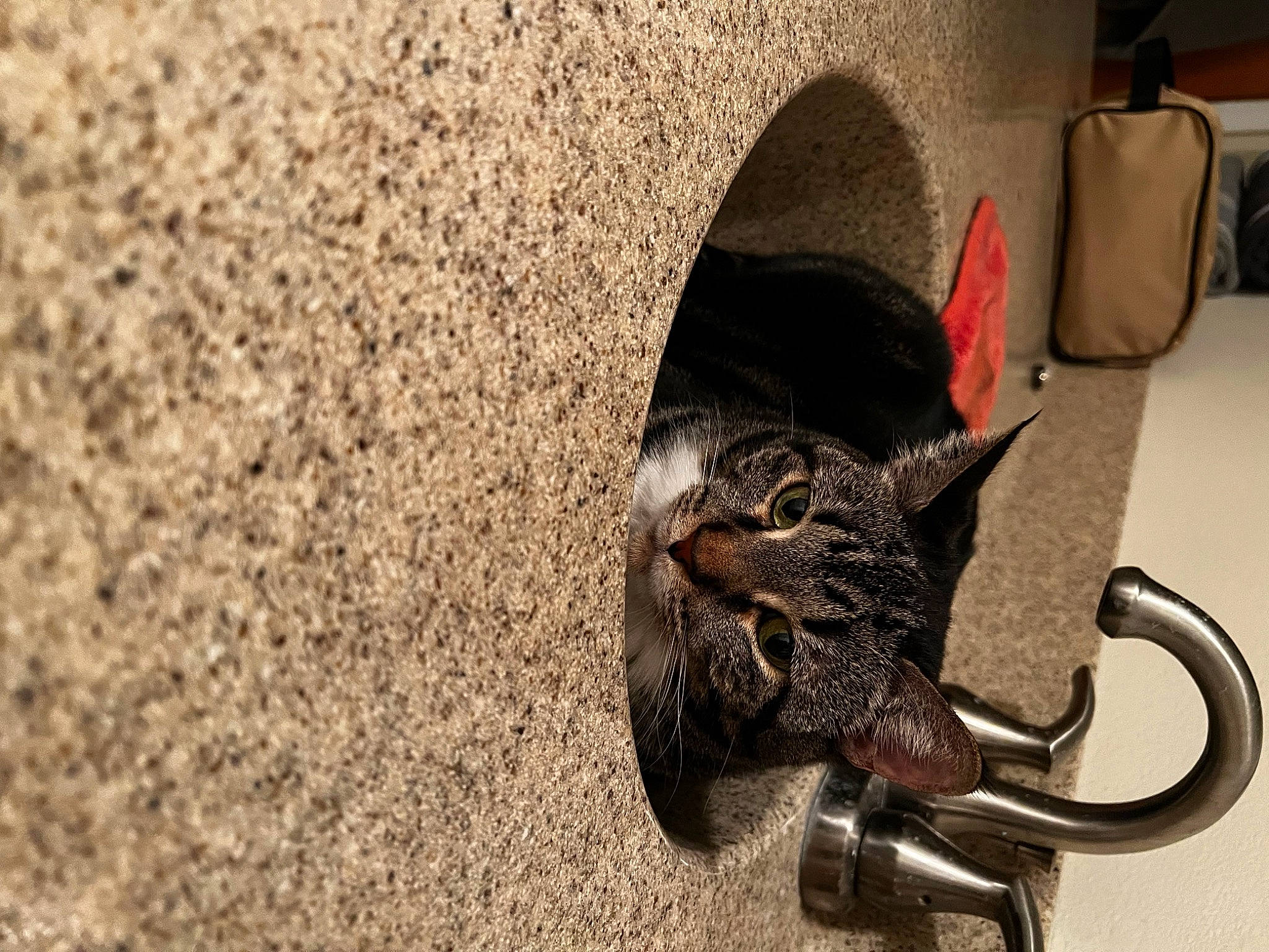 Thea is registered to the contest to win money with this photo: asphalt, automotive_tire, black_cat, carnivore, cat, claw, domestic_short_haired_cat, felidae, flooring, fur, metal, paw, small_to_medium_sized_cats, snout, soil, tail, terrestrial_animal, whiskers, wildlife, wood