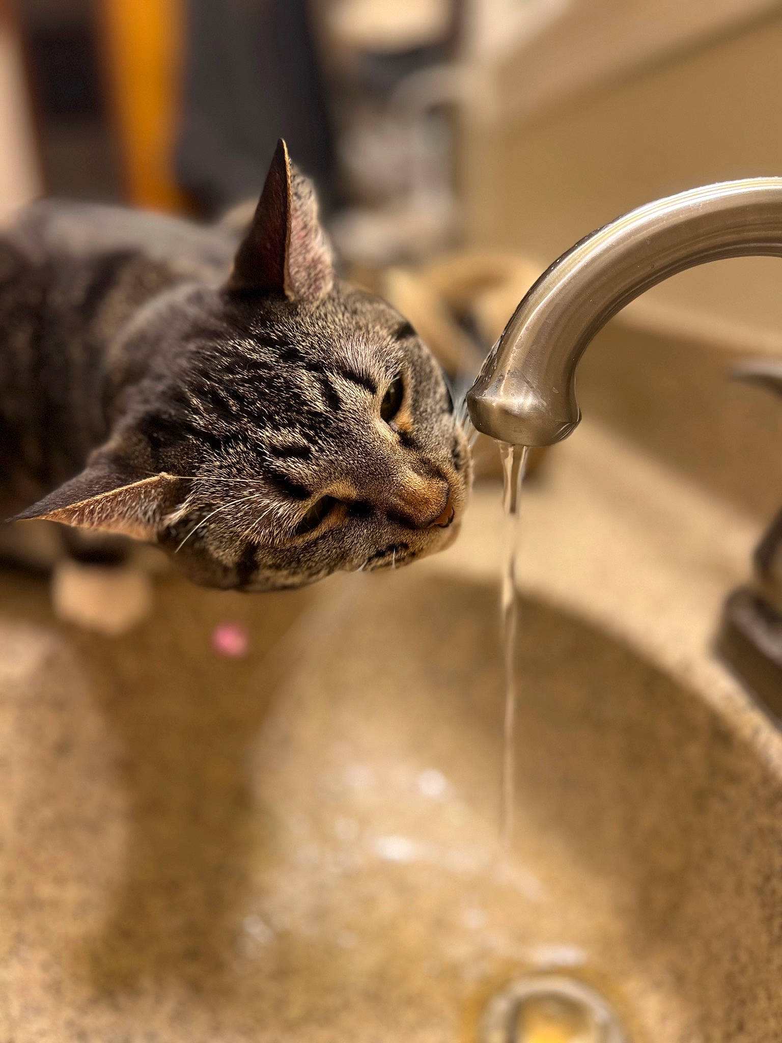 Thea joined the competition — help win amazing prizes! carnivore, cat, claw, domestic_short_haired_cat, felidae, fluid, fur, household_hardware, liquid, metal, plumbing, plumbing_fixture, sink, small_to_medium_sized_cats, snout, tap, terrestrial_animal, tree, water, whiskers