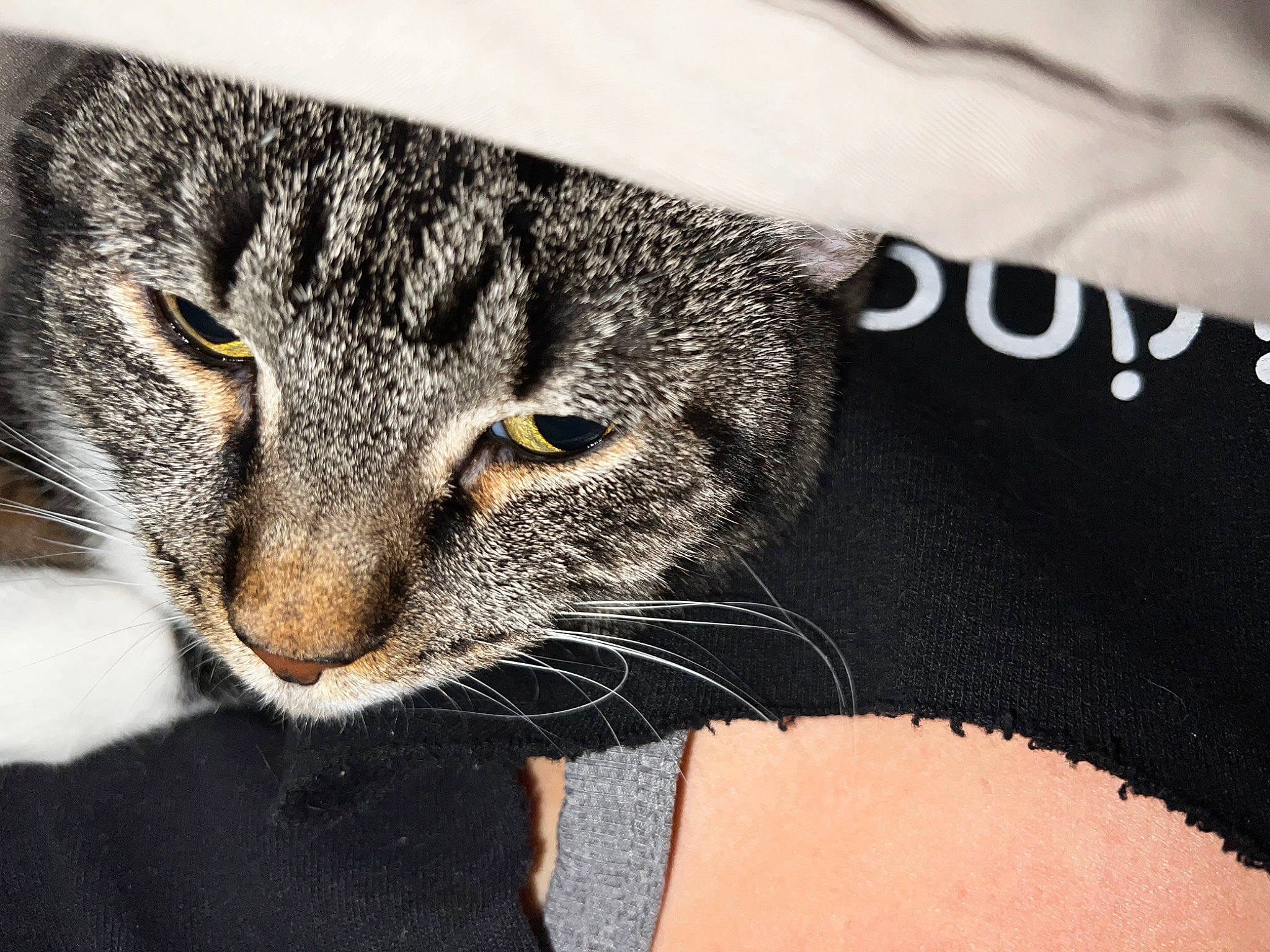 Thea is registered to the contest to win money with this photo: carnivore, cat, claw, comfort, domestic_short_haired_cat, felidae, fur, grey, paw, sleeve, small_to_medium_sized_cats, snout, terrestrial_animal, whiskers, wildlife, window