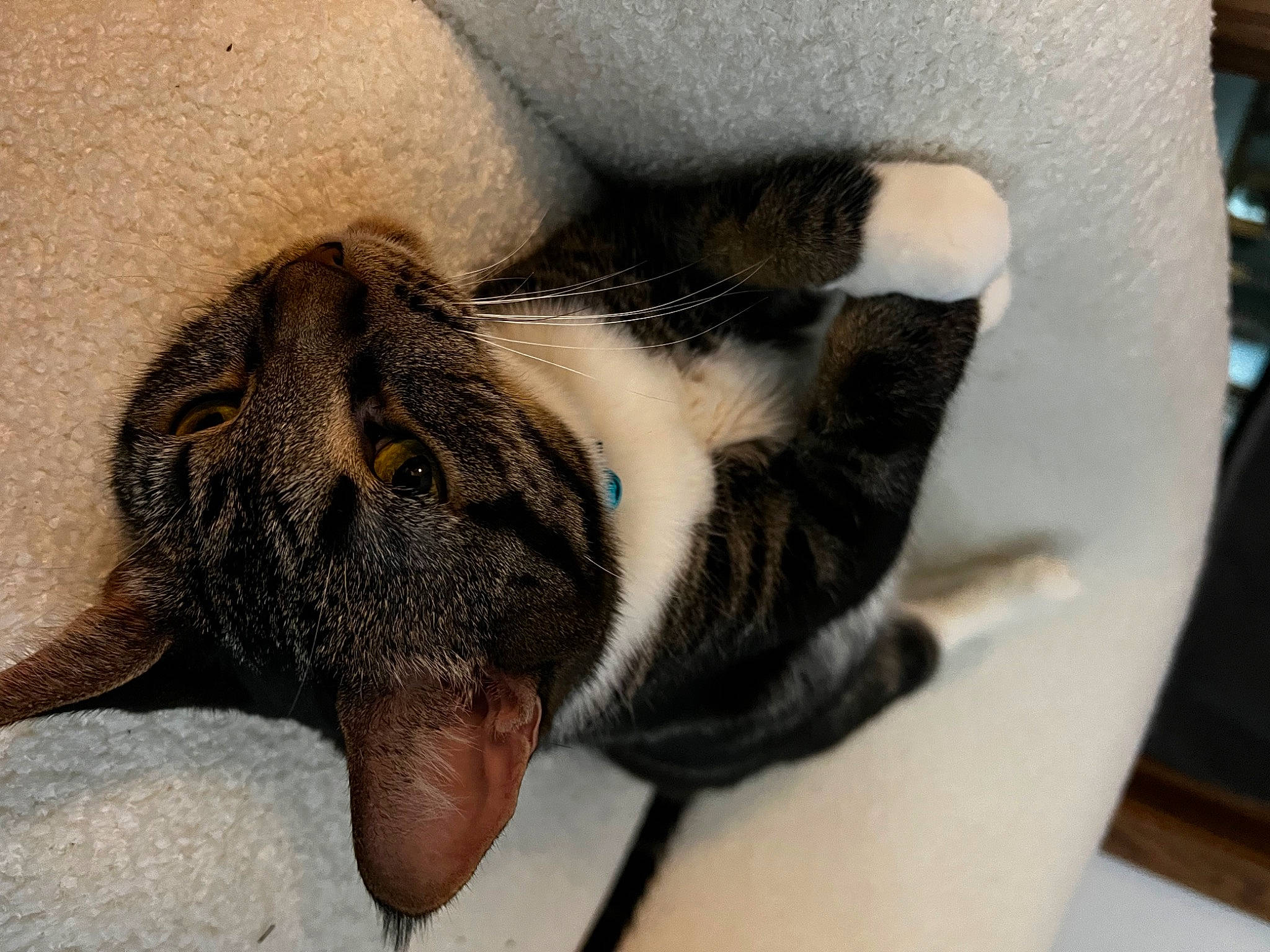 Thea joined the competition — help win amazing prizes! carnivore, cat, claw, comfort, dog_breed, domestic_short_haired_cat, fawn, felidae, foot, fur, nap, paw, sleep, small_to_medium_sized_cats, tail, terrestrial_animal, whiskers