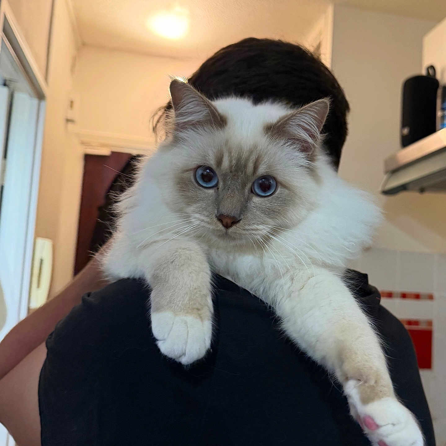 Lancelot a rejoint le concours — aidez-le/la à gagner de superbes lots ! cat, blue_eyes, fluffy, pet, indoor, person, shoulder, home, cozy, curious, animal, feline, domestic, white_paws, long_fur, portrait, close_up, relaxed, cute, companion