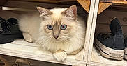 Lancelot participe au concours pour gagner de l'argent avec cette photo : cat, blue_eyes, fluffy, shoe_rack, shoes, wooden, sneakers, heels, casual_shoes, indoor, pet, feline, resting, curious, white, beige, cozy, domestic_animal, closeup, shelf