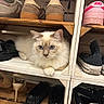cat, blue_eyes, fluffy, shoe_rack, shoes, wooden, sneakers, heels, casual_shoes, indoor, pet, feline, resting, curious, white, beige, cozy, domestic_animal, closeup, shelf
