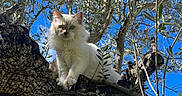 Lancelot a rejoint le concours — aidez-le/la à gagner de superbes lots ! animal, blue_sky, branch, cat, curious, daytime, feline, fluffy, garden, heterochromatic_eyes, house_roof, leaves, nature, outdoor, perched, pet, sunlight, tree, trunk, wildlife