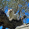 Lancelot a rejoint le concours — aidez-le/la à gagner de superbes lots ! cat, tree, branch, outdoor, blue_sky, leaves, animal, pet, nature, sunlight, fluffy, heterochromatic_eyes, feline, perched, daytime, garden, house_roof, trunk, wildlife, curious