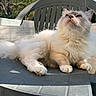 Lancelot participe au concours pour gagner de l'argent avec cette photo : cat, fluffy, cream_colored, blue_eyes, plastic_chair, outdoor, sunlight, feline, pet, relaxed, curious, whiskers, paw, fur, nature, daylight, garden, animal, looking_up, chair