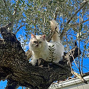 Lancelot a rejoint le concours — aidez-le/la à gagner de superbes lots ! cat, tree, branch, fluffy, white_cat, outdoor, nature, sky, blue_sky, green_leaves, pet, animal, feline, sunlight, daytime, house_roof, curious, alert, wildlife, mammal