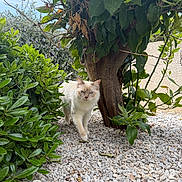 Lancelot participe au concours pour gagner de l'argent avec cette photo : animal, blue_eyes, bush, cat, daylight, fur, garden, greenery, leaf, mammal, nature, outdoor, pet, plant, shrub, small_stones, stone_path, tree, trunk, walking