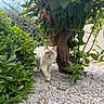animal, blue_eyes, bush, cat, daylight, fur, garden, greenery, leaf, mammal, nature, outdoor, pet, plant, shrub, small_stones, stone_path, tree, trunk, walking