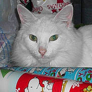 Angelous Feicho is registered to the contest to win money with this photo: cat, white_cat, green_eyes, animal, pet, feline, close_up, indoor, holiday, christmas, wrapping_paper, colorful, cute, fur, nose, ears, face, laying, relaxed, domestic_cat