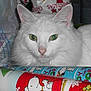 cat, white_cat, green_eyes, animal, pet, feline, close_up, indoor, holiday, christmas, wrapping_paper, colorful, cute, fur, nose, ears, face, laying, relaxed, domestic_cat