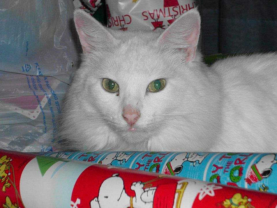 Angelous Feicho is registered to the contest to win money with this photo: cat, white_cat, green_eyes, animal, pet, feline, close_up, indoor, holiday, christmas, wrapping_paper, colorful, cute, fur, nose, ears, face, laying, relaxed, domestic_cat