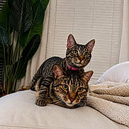 Luci is registered to the contest to win money with this photo: alert, blanket, cat, companion, couch, cozy, curious, cute, domestic_animal, ears, feline, fur, indoor, pet, plant, relaxed, resting, stacked, tabby_cat, whiskers