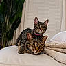 alert, blanket, cat, companion, couch, cozy, curious, cute, domestic_animal, ears, feline, fur, indoor, pet, plant, relaxed, resting, stacked, tabby_cat, whiskers
