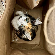 Ember is registered to the contest to win money with this photo: animal, brown, calico_cat, cat, close_up, container, curious, domestic, ears, eyes, folds, fur, indoor, looking_up, paper_bag, pet, playful, soft_light, texture, whiskers