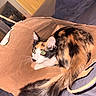 Ember is registered to the contest to win money with this photo: alert, animal, calico_cat, cat, closeup, cozy, curious, cute, domestic, feline, fur, home, indoor, mammal, paper_bag, pet, playful, resting, tail, whiskers
