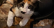 Ember joined the competition — help win amazing prizes! animal, backpack, calico_cat, cat, closeup, colorful_blanket, cozy, curious, cute, ears, eyes, feline, fur, indoor, kitten, pet, resting, stone_surface, tie_dye, whiskers