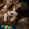 animal, backpack, calico_cat, cat, closeup, colorful_blanket, cozy, curious, cute, ears, eyes, feline, fur, indoor, kitten, pet, resting, stone_surface, tie_dye, whiskers