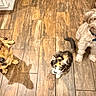 Ember is registered to the contest to win money with this photo: animal, brown_dog, calico_cat, cat, collar, companion, cute, dog, domestic_animal, floor_tile, furry, indoor, looking_up, pet, pet_tag, small_cat, three_animals, waiting, white_dog, wooden_floor