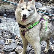 Karine Lamothe a rejoint le concours — aidez-le/la à gagner de superbes lots ! dog, husky, animal, outdoor, rocky_ground, water, harness, pet, nature, stream, legs, person, canine, furry, happy, standing, leash, adventure, forest, daylight