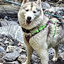dog, husky, animal, outdoor, rocky_ground, water, harness, pet, nature, stream, legs, person, canine, furry, happy, standing, leash, adventure, forest, daylight