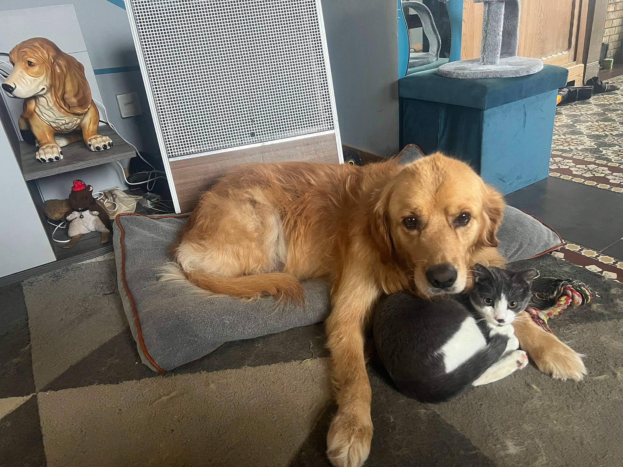 June Et Grizou a rejoint le concours — aidez-le/la à gagner de superbes lots ! canidae, carnivore, collar, companion_dog, desk, dog, dog_breed, dog_supply, fawn, flooring, fur, mammal, paw, pet_supply, sporting_group, tail, teddy_bear, toy, working_animal