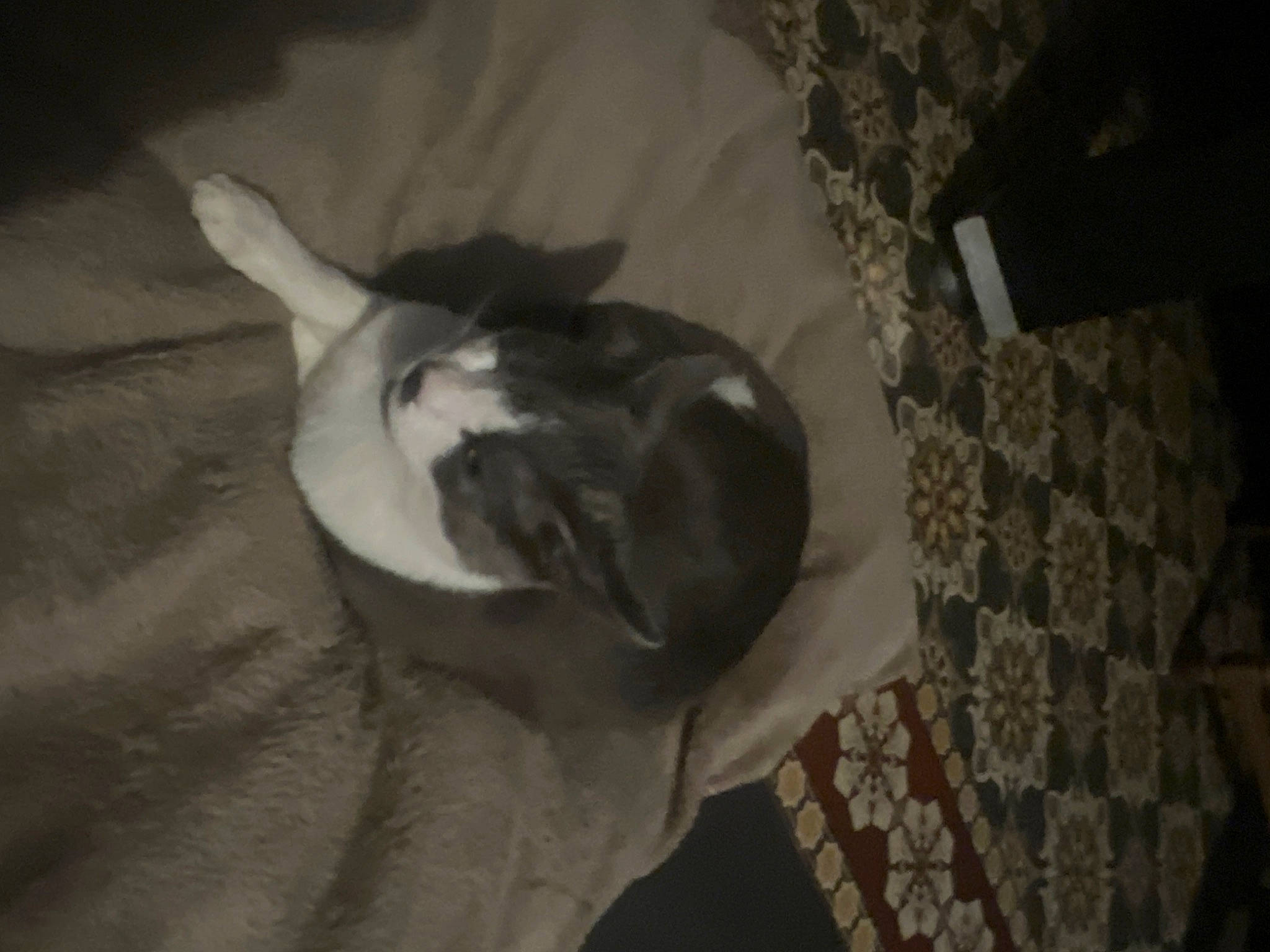 Grizou a rejoint le concours — aidez-le/la à gagner de superbes lots ! carnivore, comfort, companion_dog, darkness, dog, dog_breed, ear, fawn, felidae, fur, grey, hardwood, nap, paw, small_to_medium_sized_cats, snout, tail, tints_and_shades, whiskers, wood