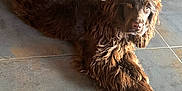 Arnold participe au concours pour gagner de l'argent avec cette photo : afghanhound, animal, canine, cockerspaniel, dog, flagstone, hound, path, pet, poodle, puppy, slate, terrier, tile, walkway