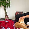 cat, orange_cat, pet, animal, sleepy, relaxed, indoor, living_room, person, hand, black_clothing, blanket, red_blanket, patterned_blanket, couch, houseplant, green_leaves, wall, cozy, portrait