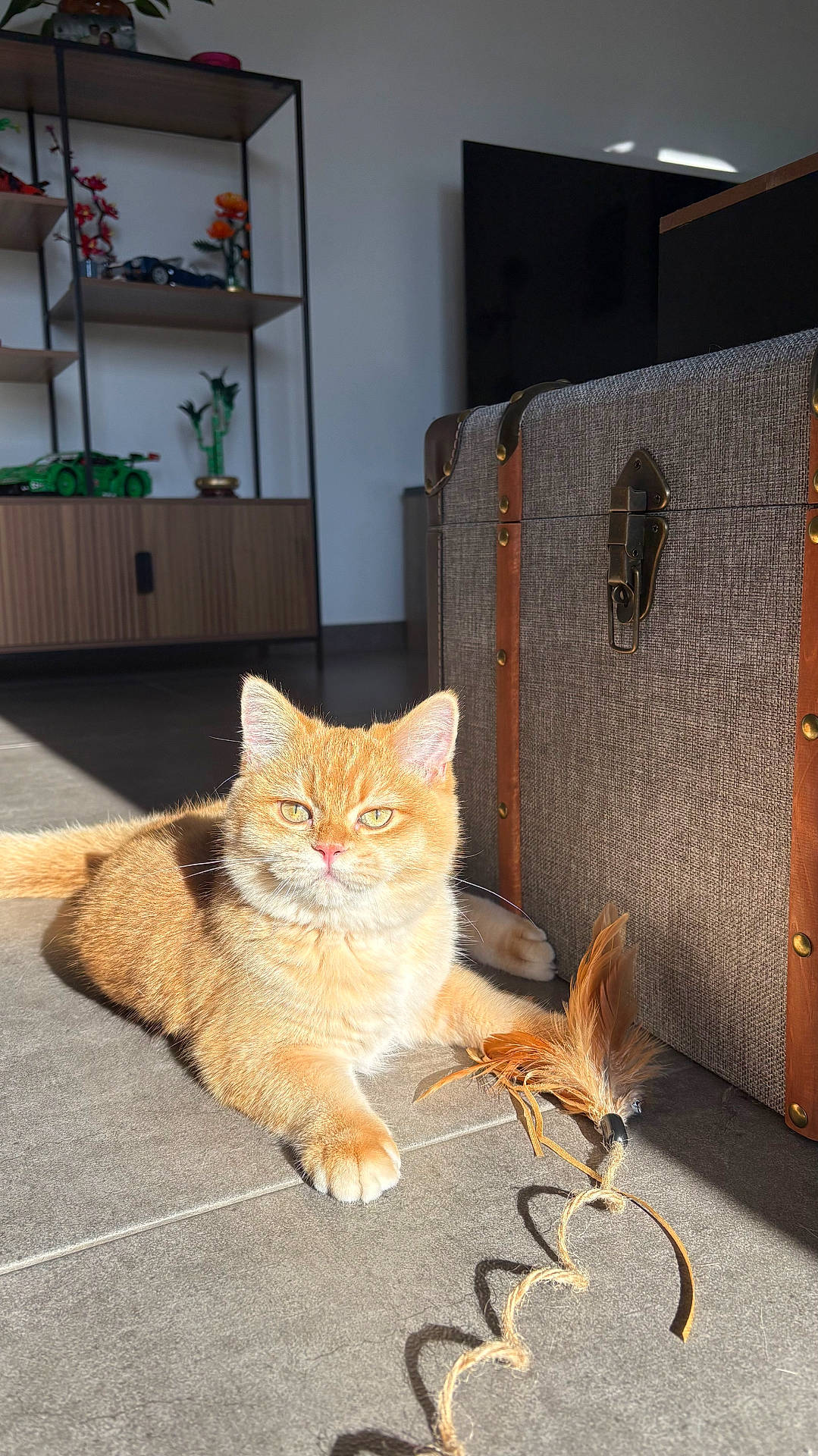 Baya participe au concours pour gagner de l'argent avec cette photo : animal, cat, feather_toy, feline, floor, green_eyes, home_decor, indoor, living_room, lounging, orange_cat, pet, portrait, shelving, sitting, suitcase, sunbeam, sunlight, toy, travel_trunk